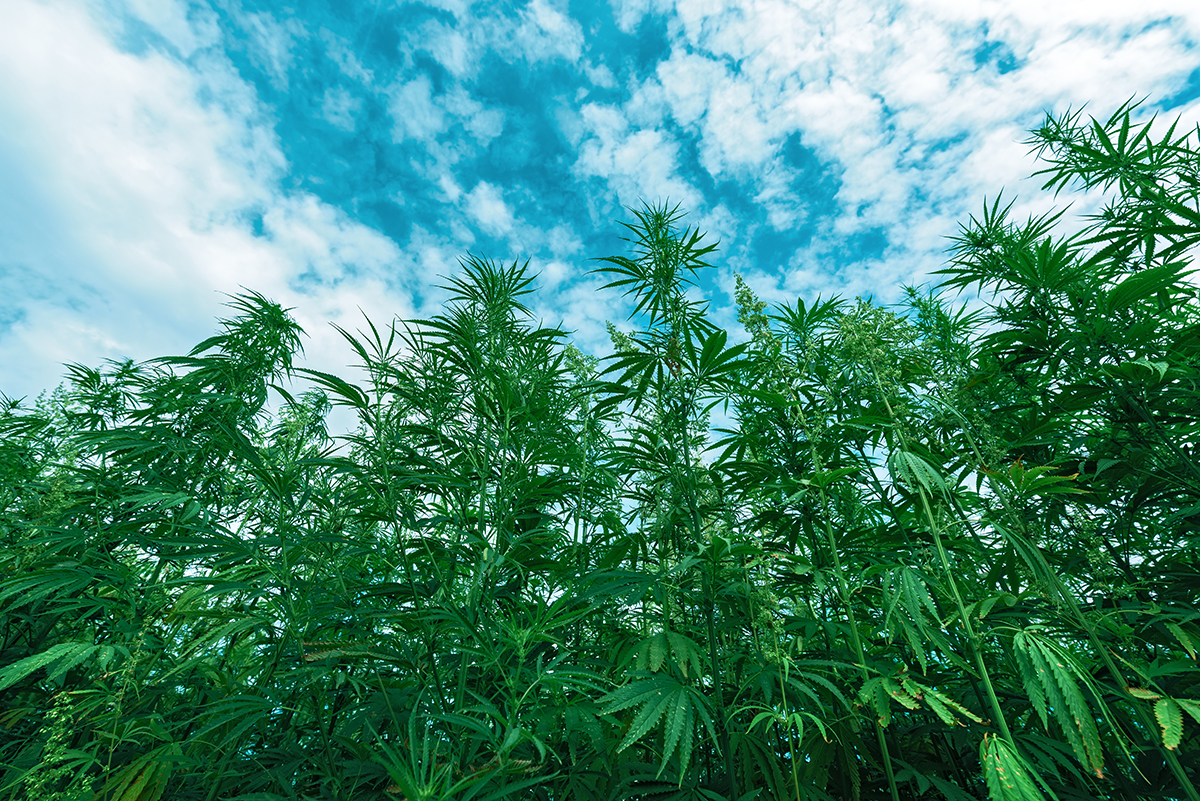 Cultivated industrial hemp farm field, Cannabis sativa plant species grown for use of its derived products